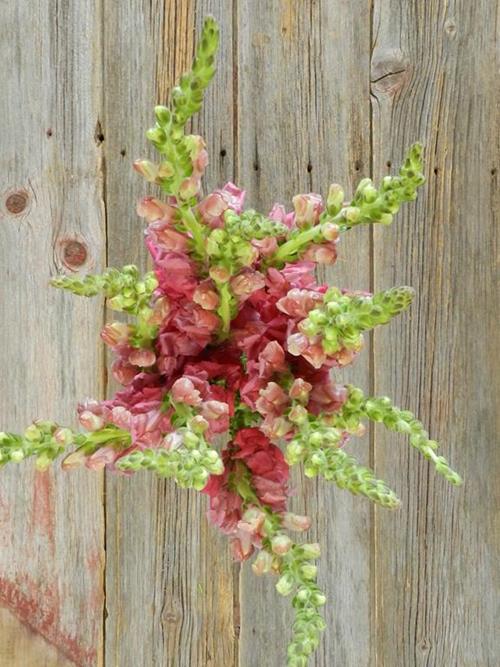 DARK PINK SNAPDRAGONS